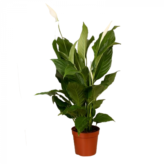 Spathiphyllum Sweet Pablo